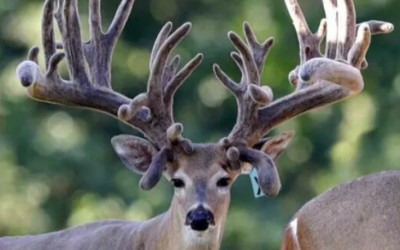 Wildlife Research Company